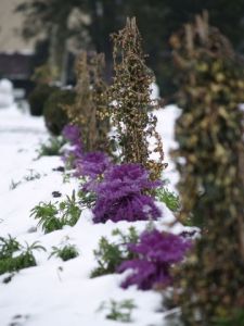 Photo de olympia: Chou fleur de neige 