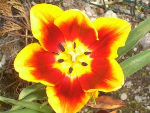 Photo de coccinelle: tulipe