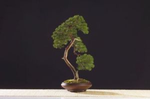Oeuvre de Bonsai-Sui: Juniperus chinensis