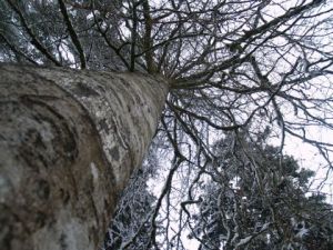 Photo de olympia: L'arbre a froid