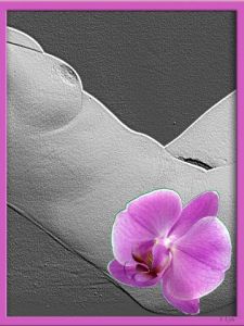 Photo de sylvia: l'Orchidée