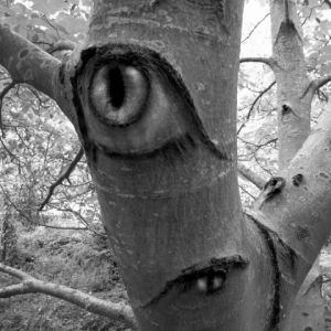 Photo de Paul BENICHOU: les yeux du bois