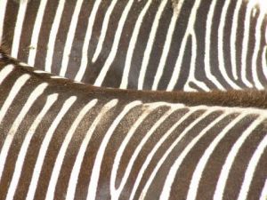 Photo de natacha: black and white