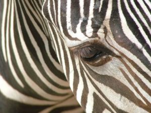 Photo de natacha: black and white 2