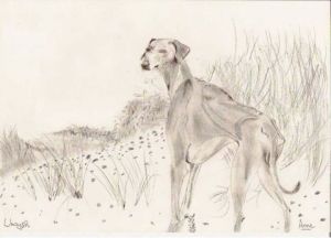 Dessin de paradisianna: Levrier