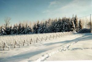 Photo de rose:  LES PINS ENNEIGES