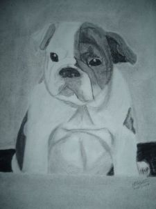 Dessin de mathias blaizot: pett bulldog