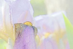 Art_numerique de Herve Belhaire: Iris