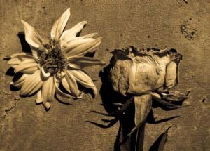 Photo de jean-francois dupuis: Flora