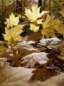 Photo de jean-francois dupuis: Nature morte