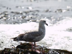 Photo de olympia: Goeland 