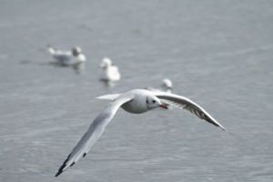 Photo de Canyon: Mouette en vol