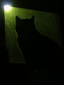 Photo de olympia: Chat de nuit 