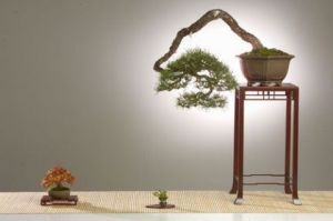 Oeuvre de Bonsai-Sui: Tokonoma