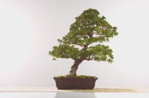 Oeuvre de Bonsai-Sui: Azalee satsuki