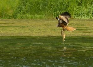 Photo de universpapillons: partie de peche du milan royal