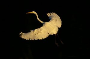 Photo de universpapillons: grande aigrette 