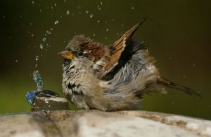 Photo de universpapillons: moineau dmestique au bain 