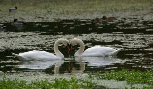 Photo de universpapillons: cygnes 