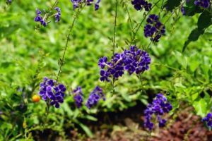 Photo de JHE: F6 00122_2 Fleur Nature