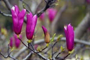 Photo de JHE: F6 00172 Fleurs (Nature)