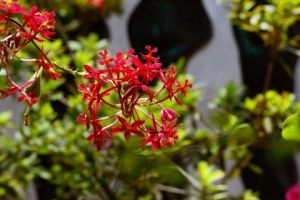 Photo de JHE: F6 00077 Orchidee Fleurs