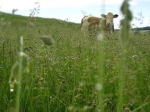 Photo de elodie balandret: pluie