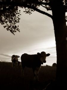 Photo de elodie balandret