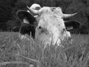 Photo de elodie balandret: naissance