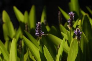 Photo de C-line: rayon de soleil sur une fleur