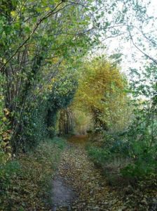 Photo de Isabelle Richet: Chemin d'automne