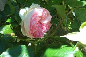 Photo de Isabelle Richet: Rose Pierre de Ronsard