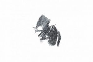 Photo de Elyan Vadel-Costa: insectus papyrus