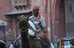 Photo de nichan: dromadaire à Bikaner