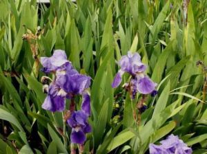 Photo de JYHEL: IRIS