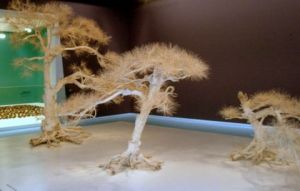 Photo de volontaire: Jardin Japonais