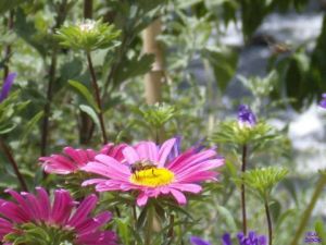 Photo de RV: Fleur de miel