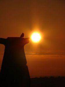 Photo de ROne: l'oiseau soleil