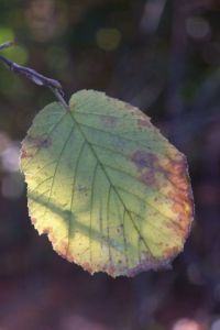 Photo de MICHEL PELOSATO: Feuille