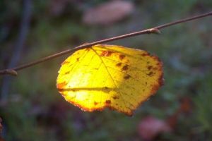 Photo de MICHEL PELOSATO: Feuille