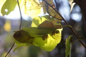 Photo de MICHEL PELOSATO: Feuille