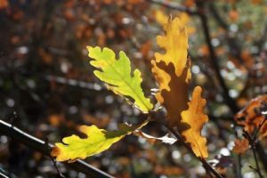 Photo de MICHEL PELOSATO: Feuillage