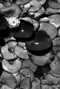 Photo de EdouardS: Nenuphar