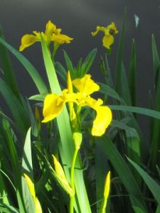 Photo de aquarius: LE LYS JAUNE