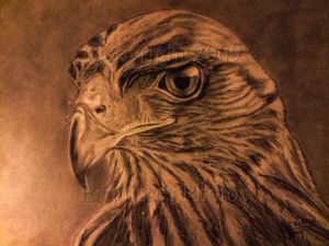 Dessin de ESQUISSES PHOTOS: Faucon