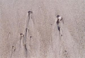 Photo de Jean-Arseno Pearson: Portrait de nonnes