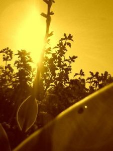 Photo de DManiac: lumino1