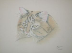 Dessin de elisabeth rouzaire: essai de chat