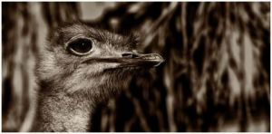 Photo de gil: portrait de miss