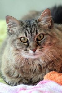 Photo de Sebastien Bazin: Chat